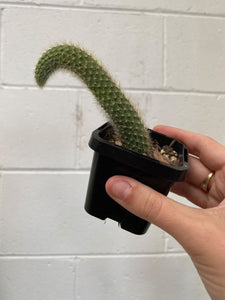 Monkey Tail Cactus