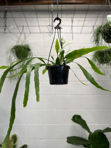 Epiphyllum Pumilum