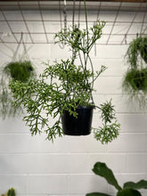 Load image into Gallery viewer, Rhipsalis Cereuscuela 150mm Hb
