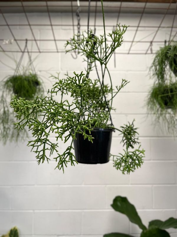 Rhipsalis Cereuscuela 150mm Hb