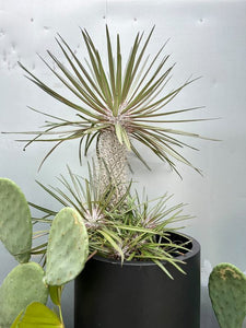Pachypodium Geayi 140mm