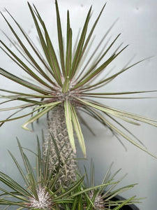 Pachypodium Geayi 140mm