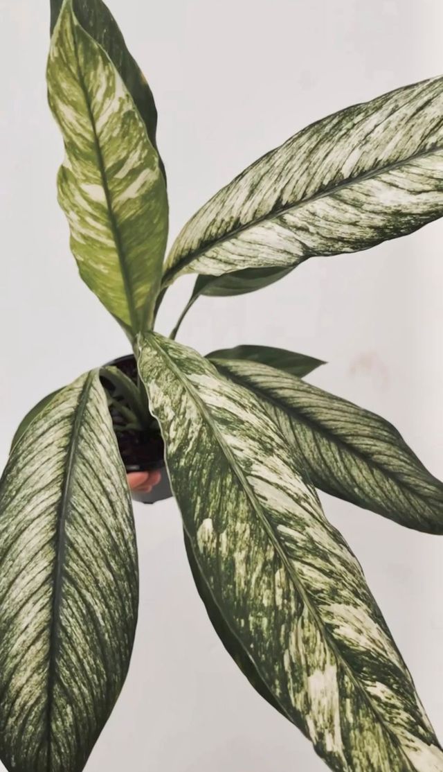 variegated peace lily jessica Spathiphyllum 'jessica' 130mm