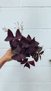 Oxalis Triangularis 125mm