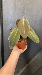 Philodendron Gigas Giant