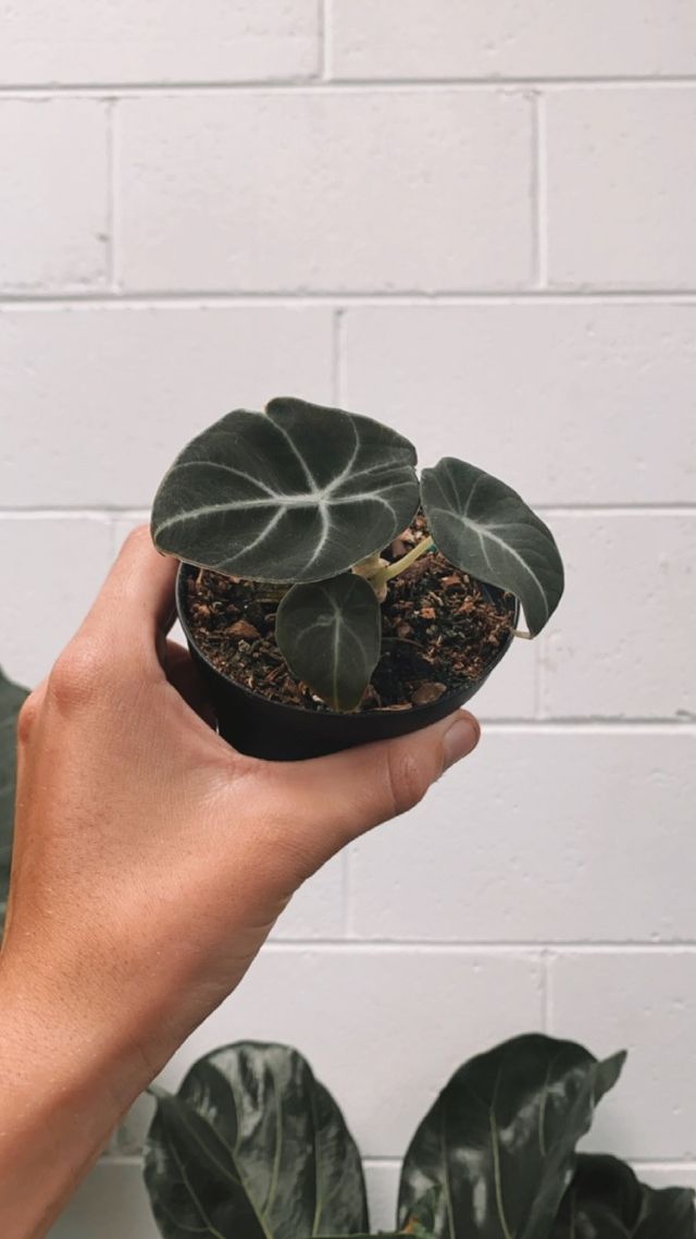 Alocasia 'black Velvet'