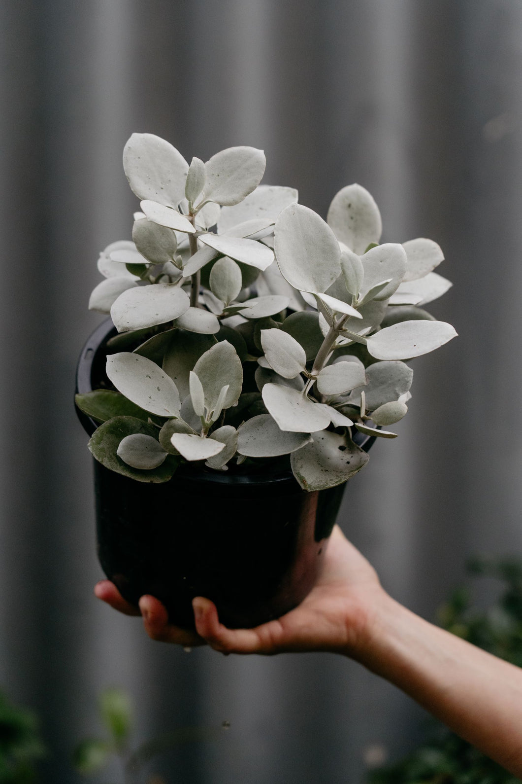 Kalanchoe 'silver Spoons'