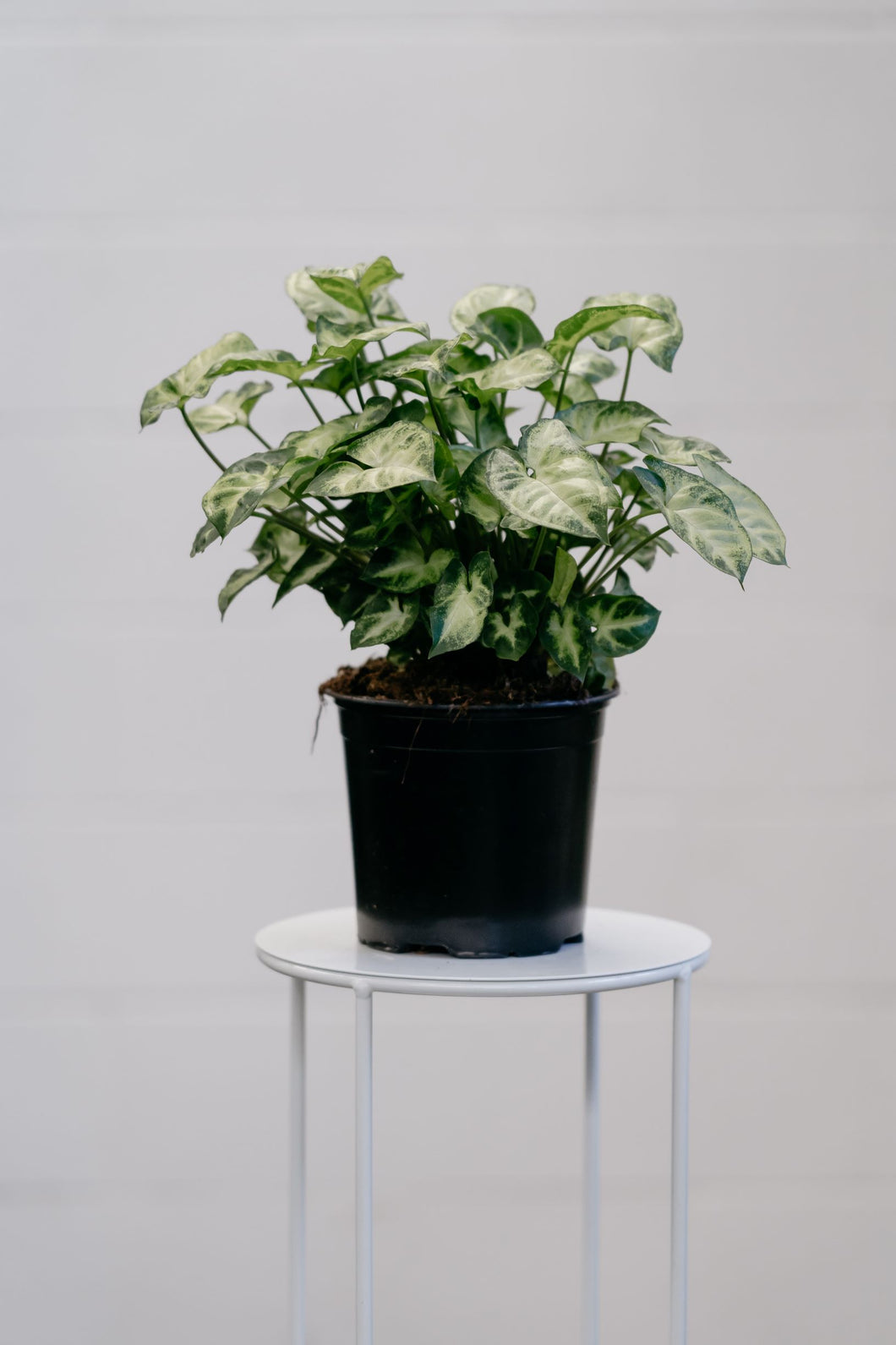 Syngonium Pixie 130mm