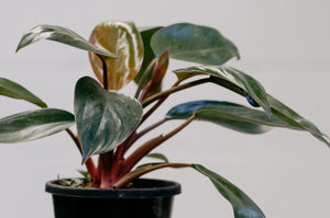 Philodendron 'rojo Congo'