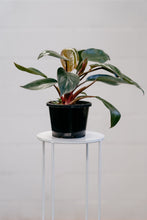 Load image into Gallery viewer, Philodendron &#39;rojo Congo&#39;
