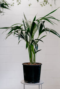 Howea Forsteriana 'kentia Palm'