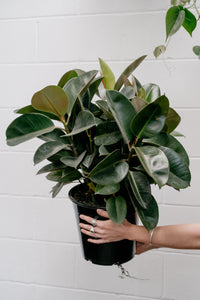 Ficus Elastica 'robusta'