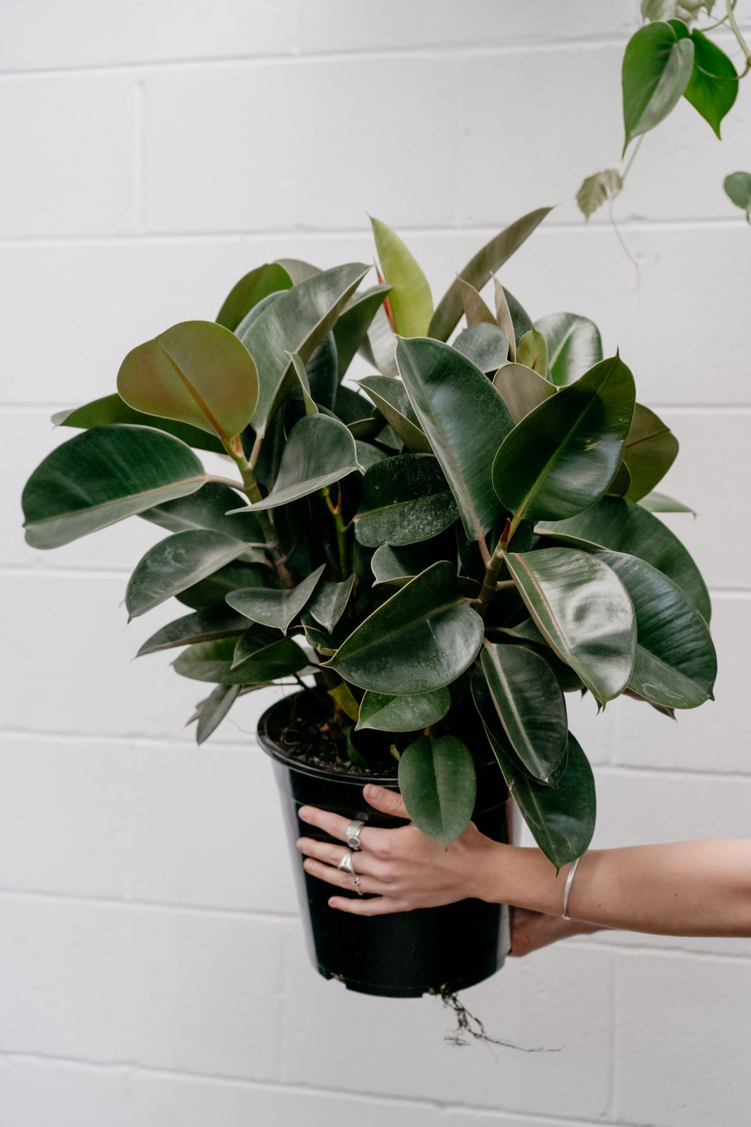 Ficus Elastica 'robusta'