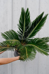 Cycas Revoluta