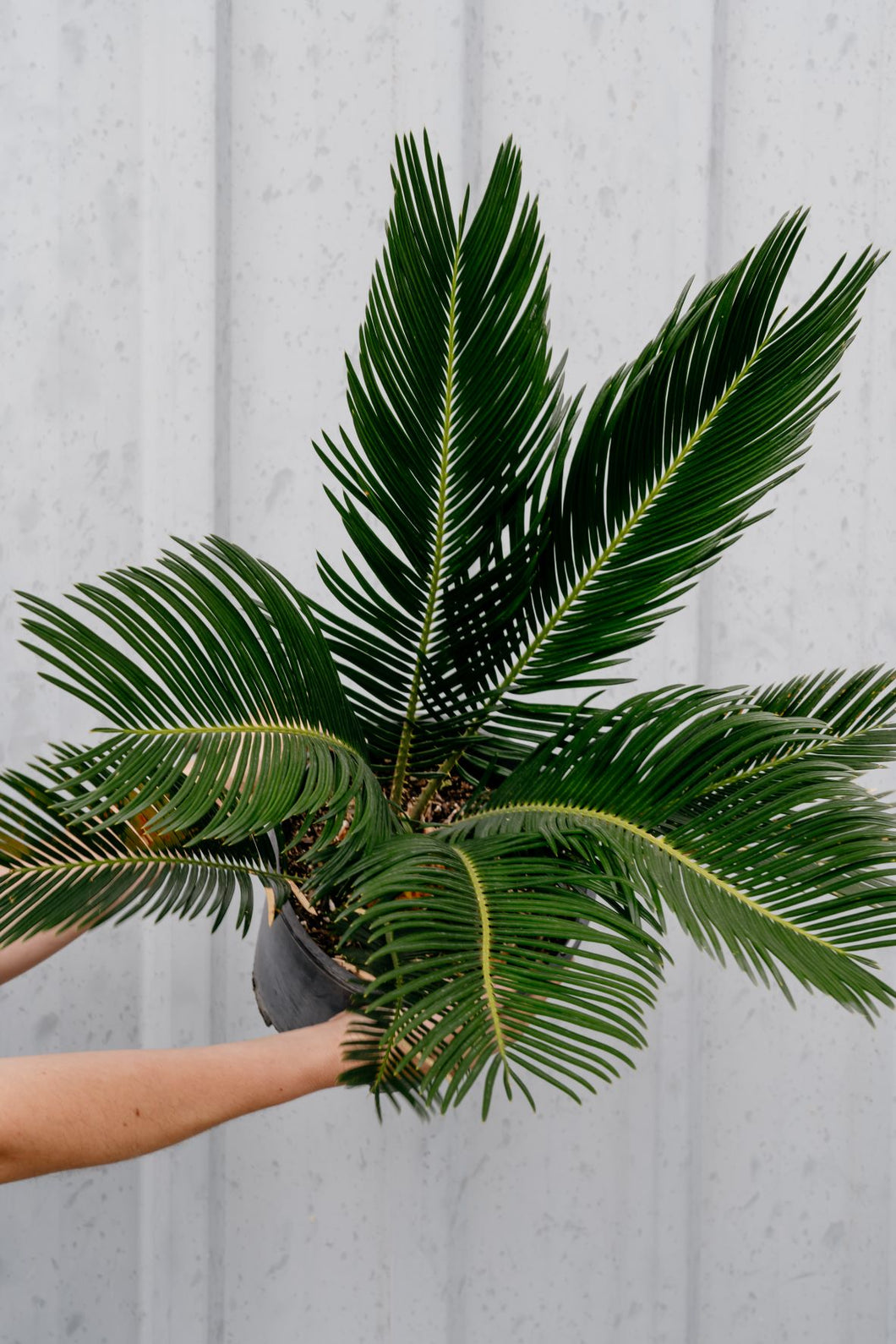 Cycas Revoluta