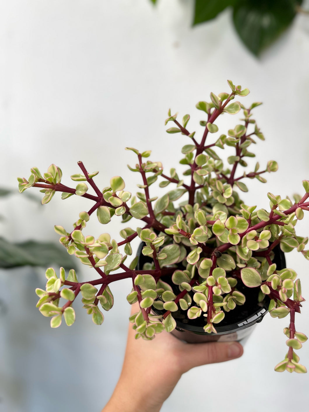 Portulacaria Afra 'variegated' 140mm