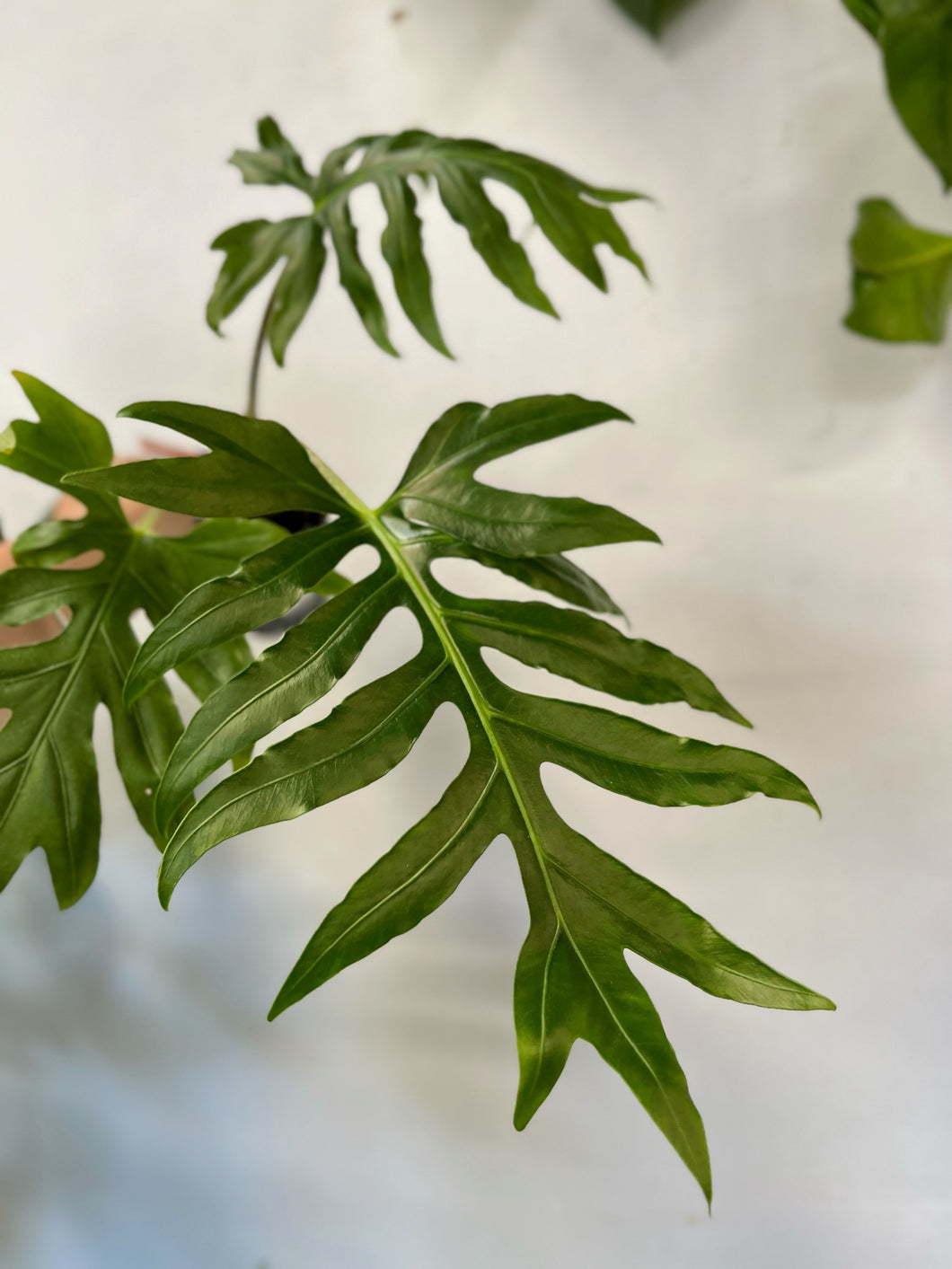 Alocasia Brancifolia 100mm