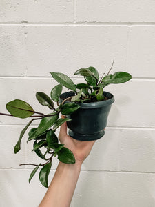 Hoya Publicalyx 160mm