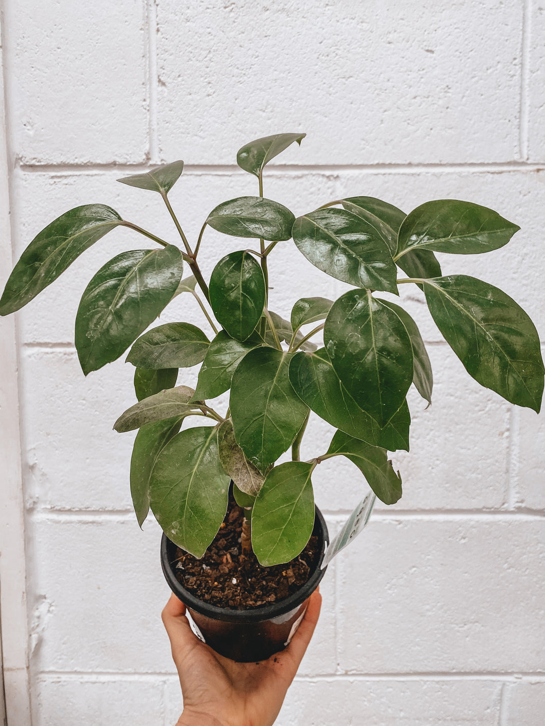 Schefflera Arboricola 140mm