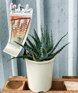 Aloe Hybrid 140mm