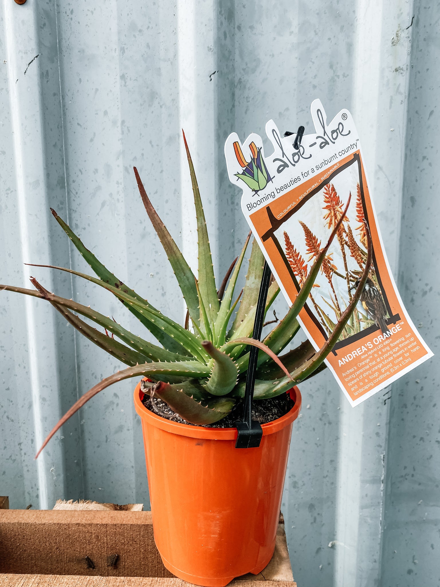 sunburnt aloe vera plant Aloe Hybrid 140mm – Botanica Lane