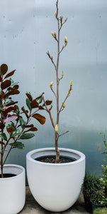 Magnolia Denudata 400mm