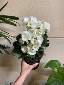 Elatier Begonia 140mm