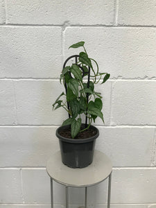 Monstera Siltapacena 130mm