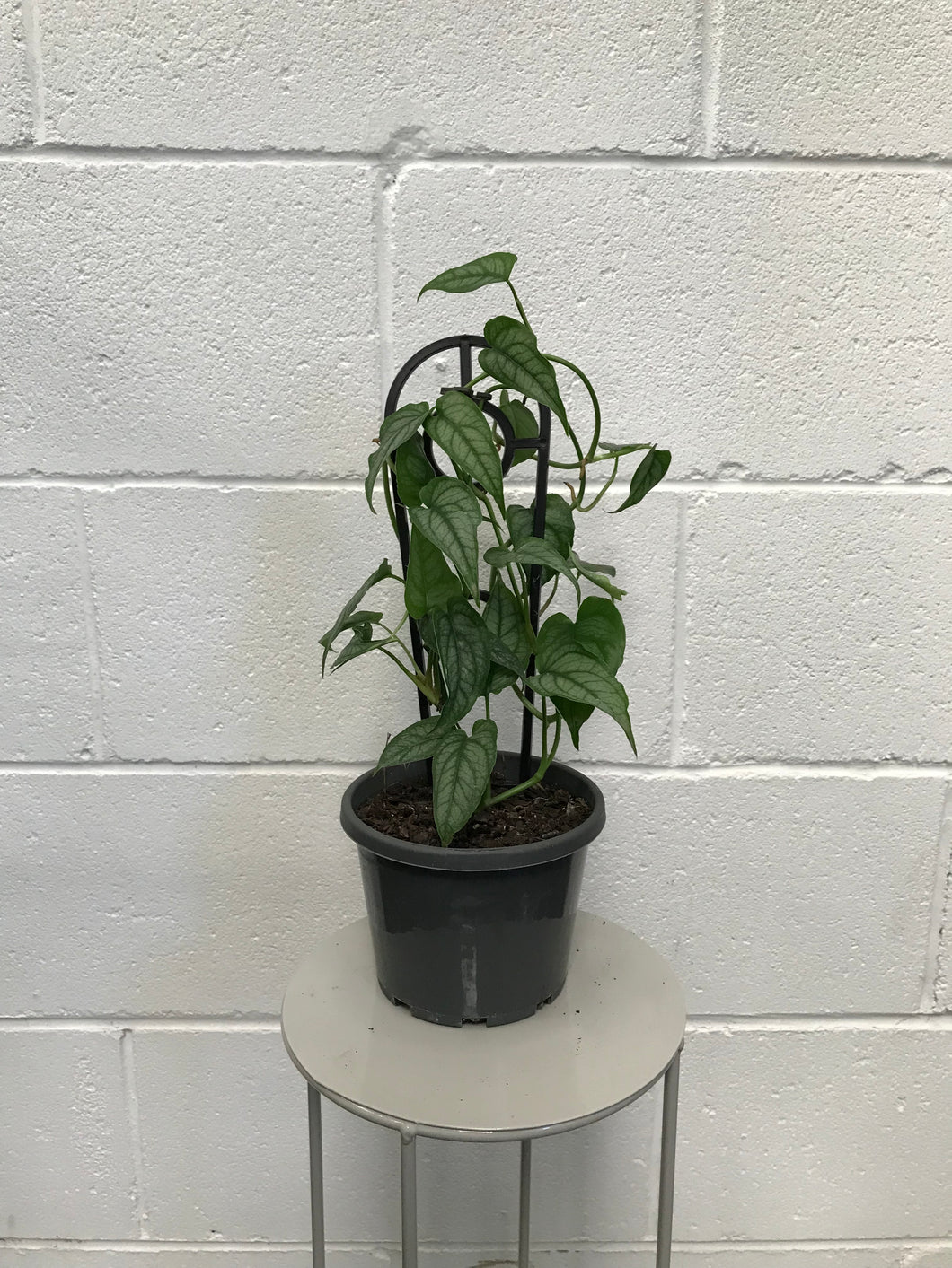 Monstera Siltapacena 130mm