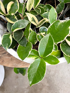 Hoya Carnosa Variegated