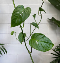 Load image into Gallery viewer, Monstera Lechleriana 200mm
