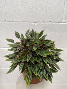 Peperomia Rosso Pbr 170mm