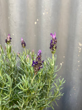 Load image into Gallery viewer, Lavender &#39;avon View&#39;
