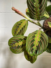 Load image into Gallery viewer, Maranta Red Vein 165mm
