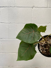 Load image into Gallery viewer, Ficus Petiolaris100mm
