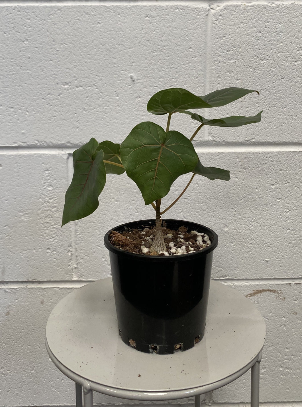 Ficus Petiolaris100mm