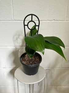 Epipremnum Pinnatum 'dragon Tail' 130mm