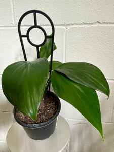 Epipremnum Pinnatum 'dragon Tail' 130mm