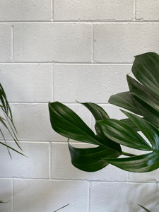 Epipremnum Pinnatum 'dragon Tail' 130mm
