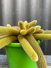 Load image into Gallery viewer, Cleistocactus Winteri 270mm
