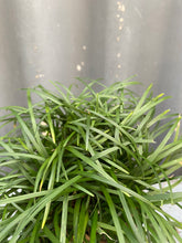 Load image into Gallery viewer, Ophiopogon Mondo 150mm

