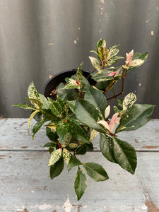 Tricolour Jasmine