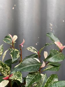 Tricolour Jasmine