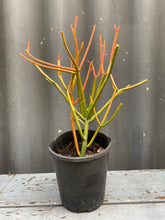 Load image into Gallery viewer, Euphorbia Tirucalli 140mm
