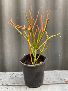 Euphorbia Tirucalli 140mm