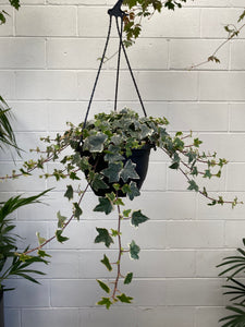 Hedera Ivy Hanging
