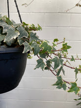 Load image into Gallery viewer, Hedera Ivy Hanging
