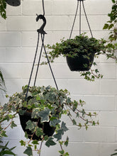 Load image into Gallery viewer, Hedera Ivy Hanging
