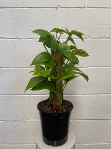 Epipremnum Aureum Totem