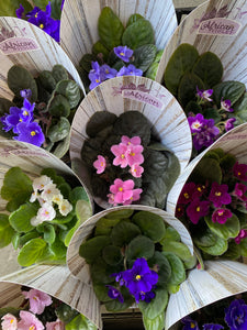 African Violet 105mm